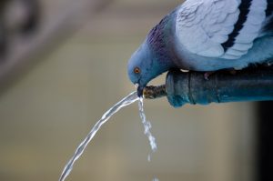 How to Get Rid of Pigeons Without Hurting Them