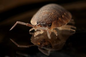 How to Prepare for Bed Bug Heat Treatment
