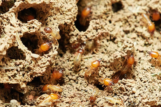 Do Termites Hang from the Ceiling? – What Are Termite Tubes?