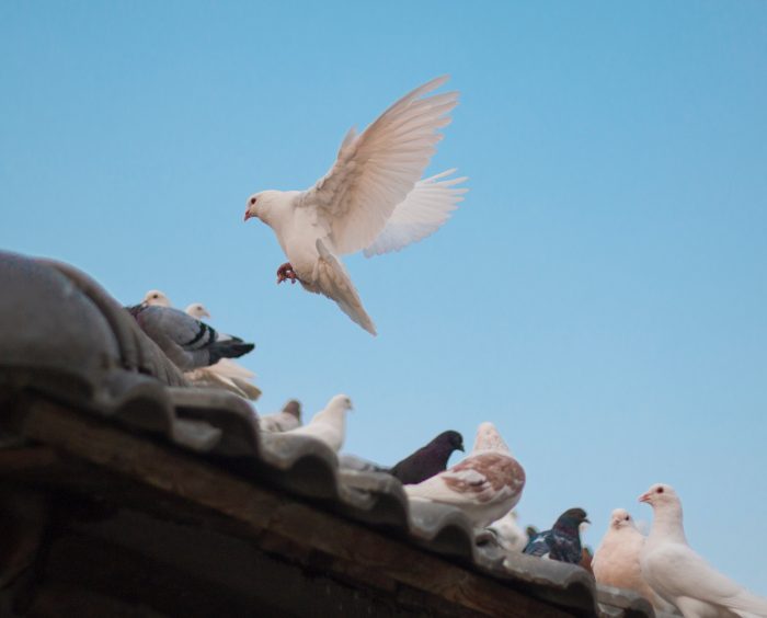 How to Remove Pigeons from Roof