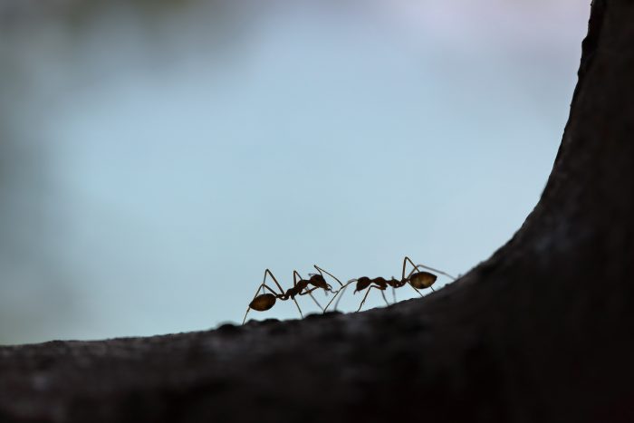 How to Solve an Ant Problem