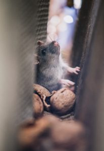 Pest Control Tips For New Construction