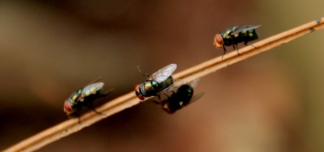 Pest Prevention Tips