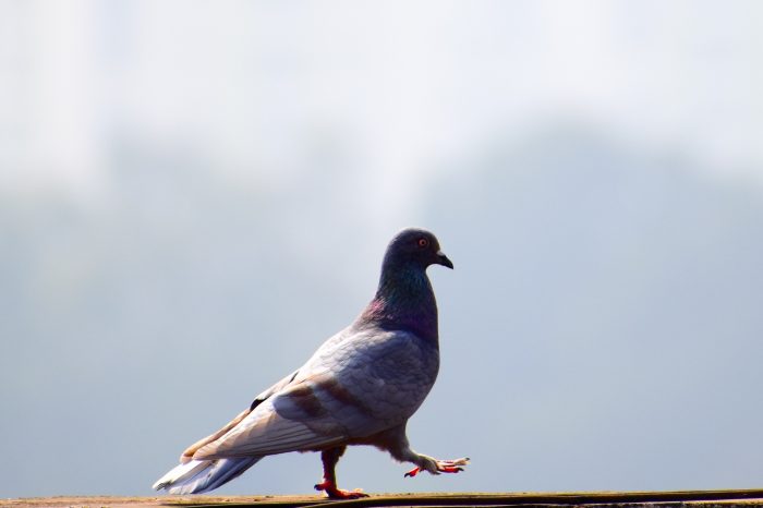Pigeon Problem on Balcony
