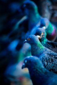 Pigeons On Roof Problem
