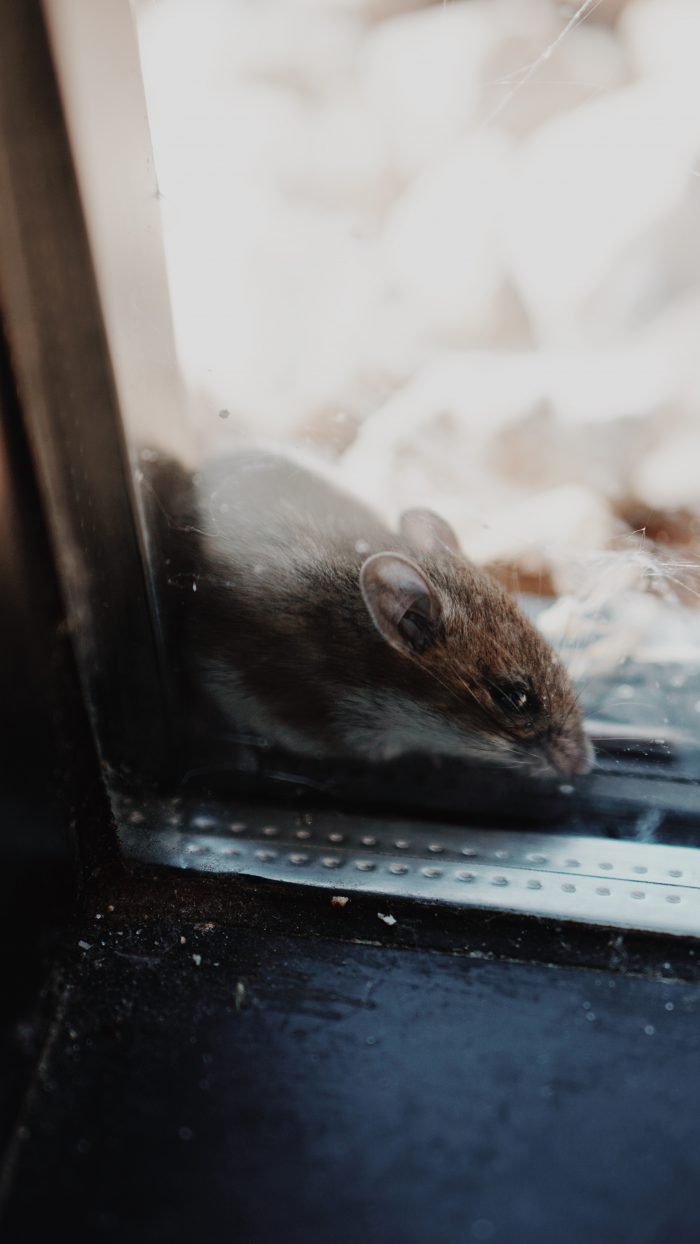 Rodent Control Tips