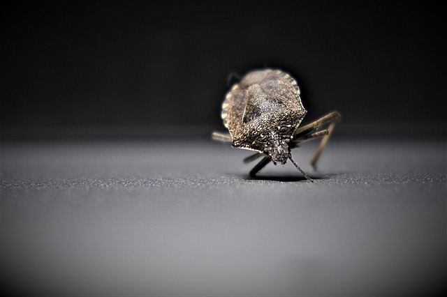 What is the Main Cause of Bed Bugs